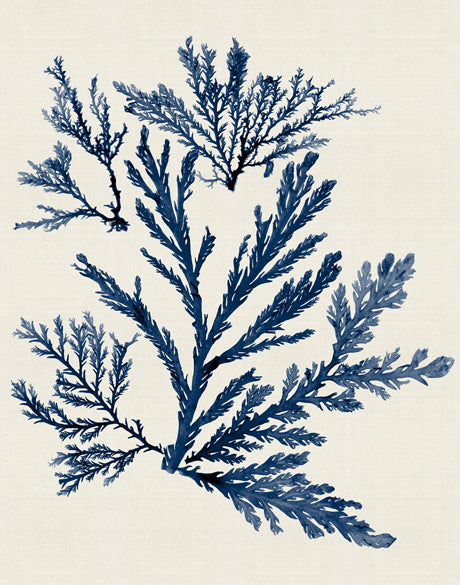 Seaweed Subject XIX (Indigo)