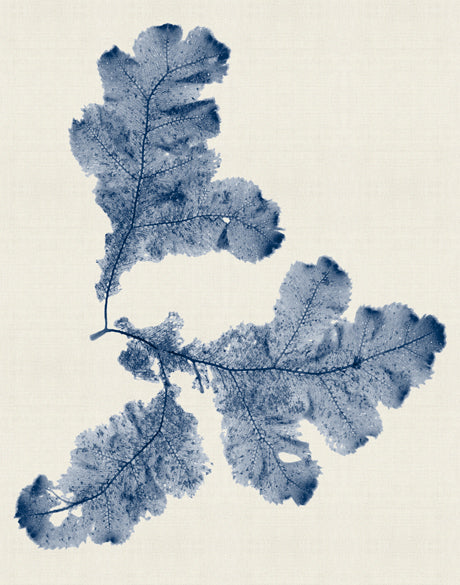 Seaweed Subject XX (Indigo)