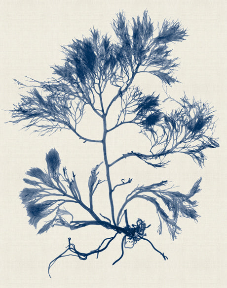 Seaweed Subject XXII (Indigo)