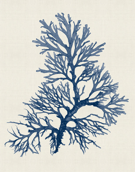 Seaweed Subject XXIII (Indigo)