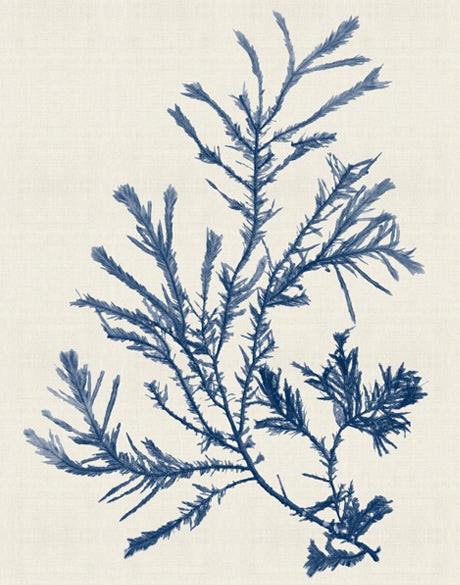 Seaweed Subject XXIV (Indigo)