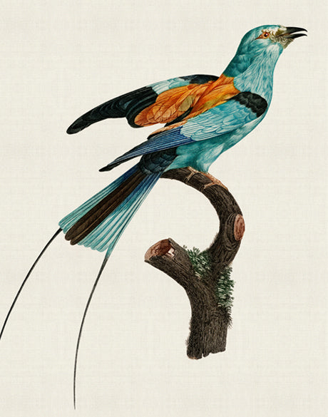 Forest Bird II