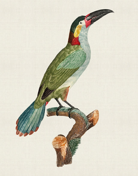 Forest Bird III
