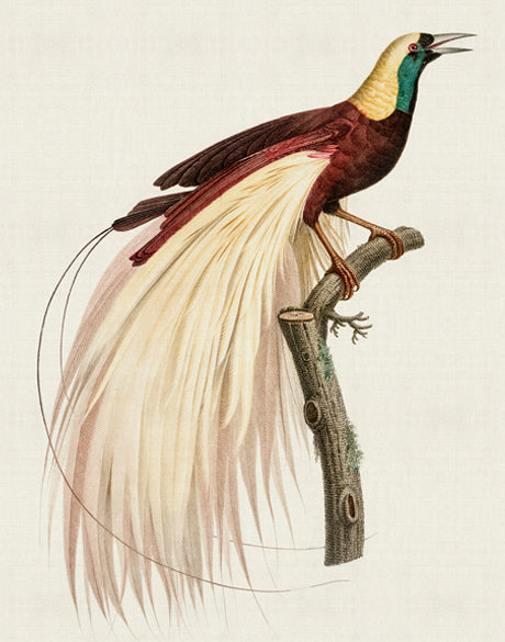 Forest Bird V (Canvas)