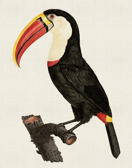 Forest Bird VI (Canvas)