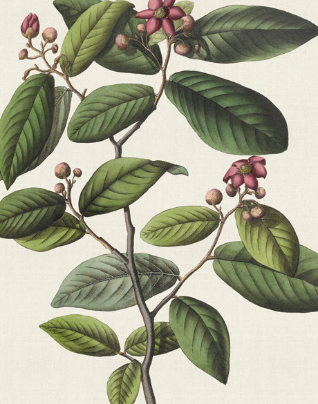 Botanical Specimen I