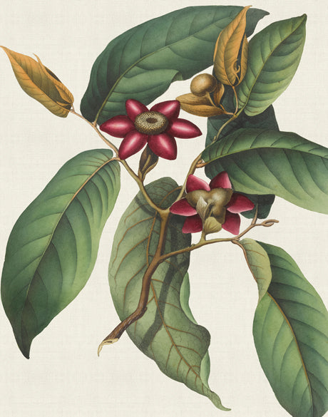 Botanical Specimen II (Canvas)