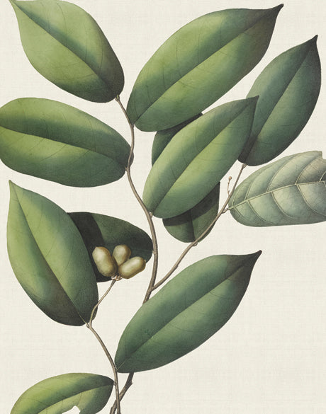 Botanical Specimen III (Canvas)