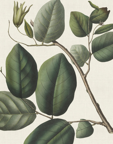 Botanical Specimen IV (Canvas)