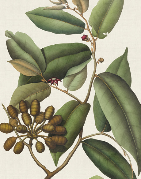 Botanical Specimen V (Canvas)