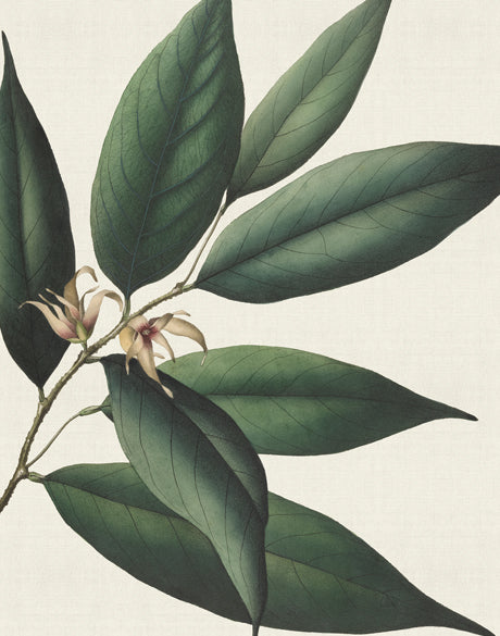 Botanical Specimen VI (Canvas)