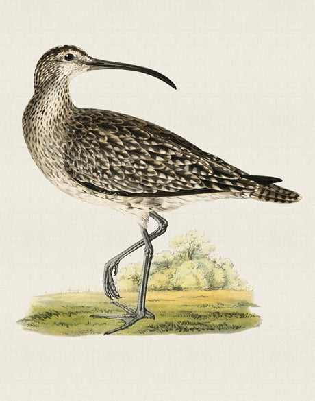 Vintage Waterbird V
