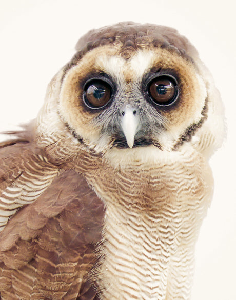 Exquisite Owl II