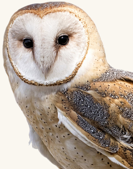 Exquisite Owl IV