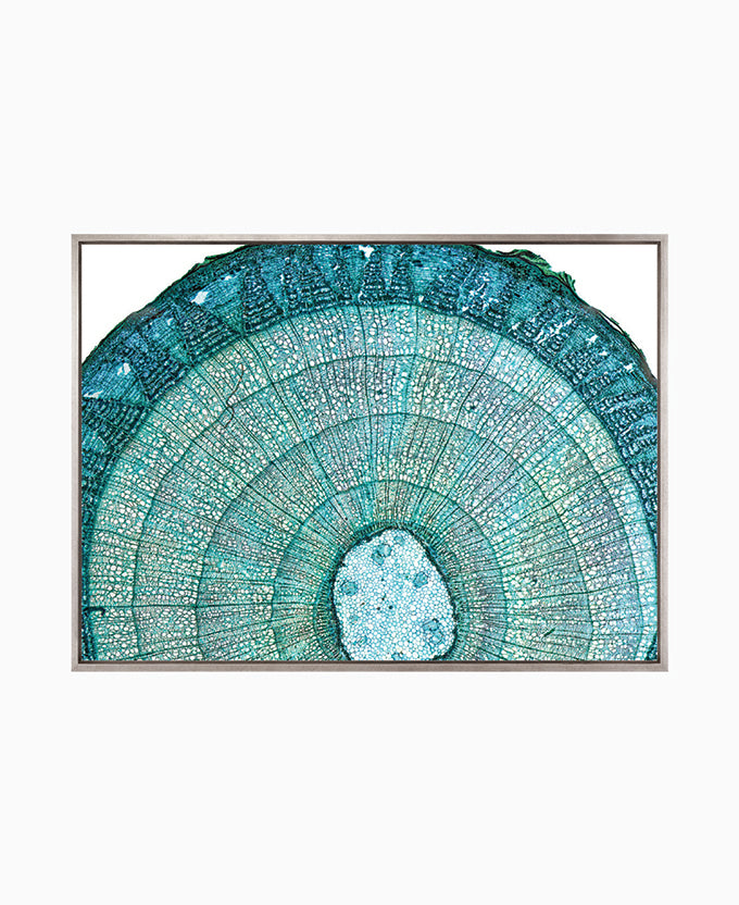 Nature's Abstract I (Canvas)