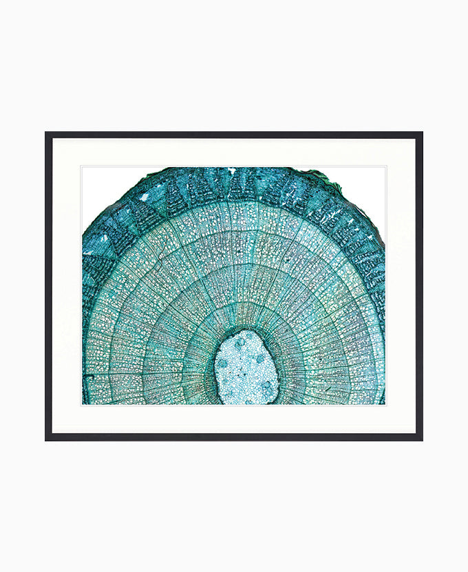 Nature's Abstract I