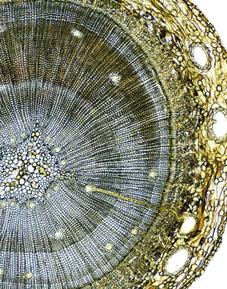 Nature's Abstract II (Canvas)