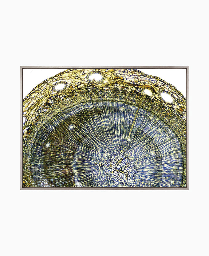 Nature's Abstract II (Canvas)
