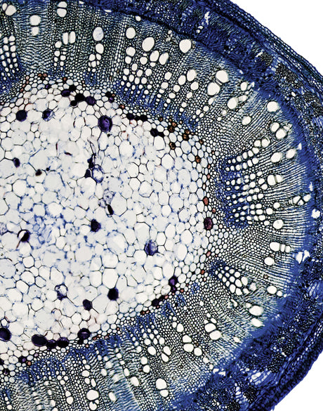 Nature's Abstract III