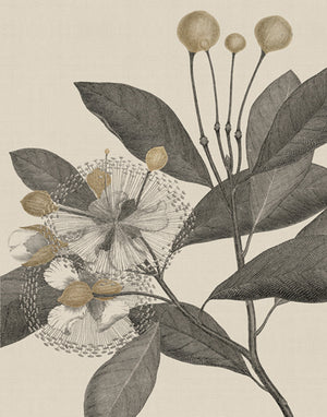 James Cook Botanical Collection | Designer Boys
