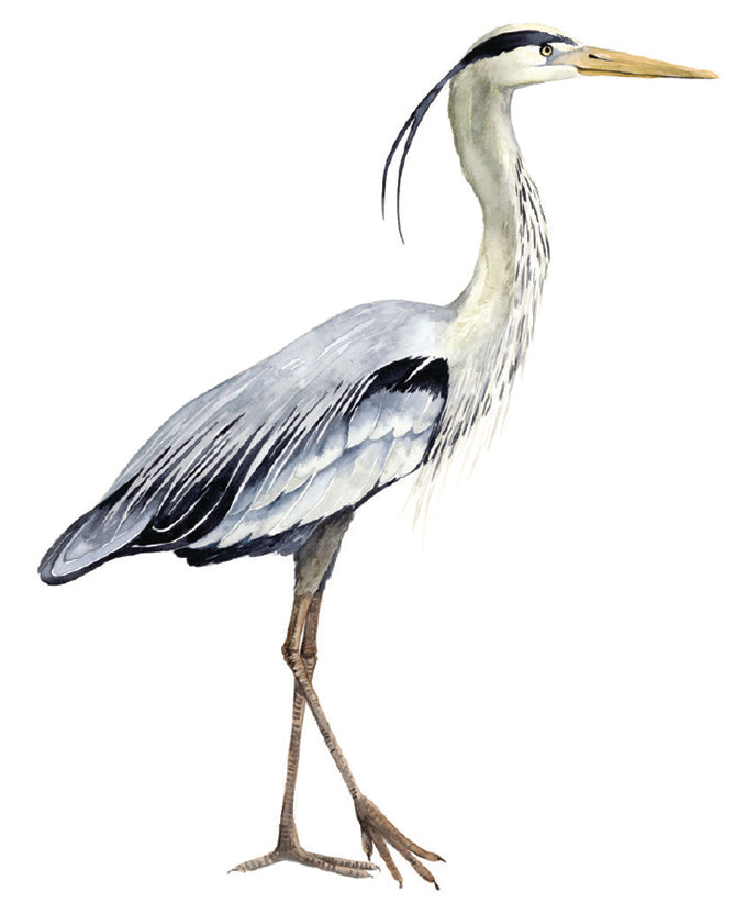 Watercolour Sea Bird I (Canvas)