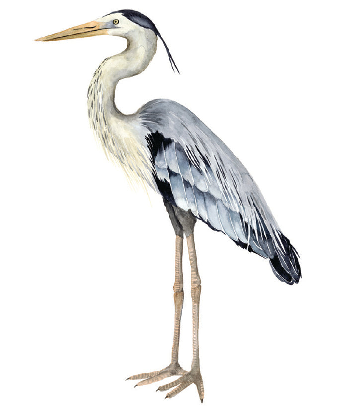 Watercolour Sea Bird III (Canvas)