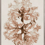 Alderney Coral I (Canvas) Large (903mm W x 1109mm H)