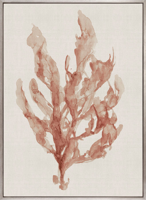 Alderney Coral IV (Canvas)