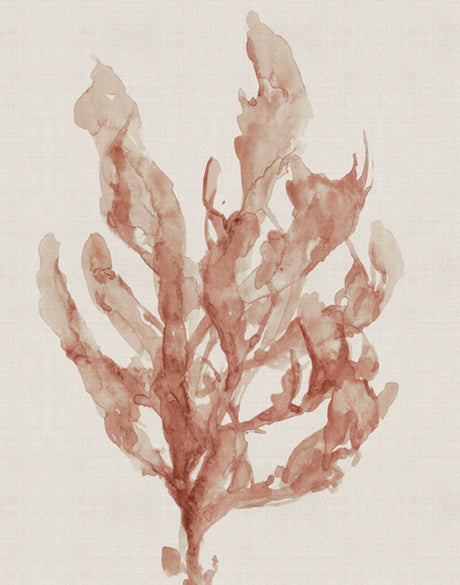 Alderney Coral IV (Canvas)