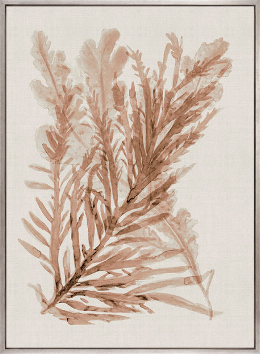 Alderney Coral V (Canvas)