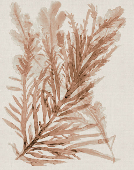 Alderney Coral V (Canvas)