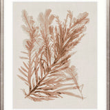 Alderney Coral V