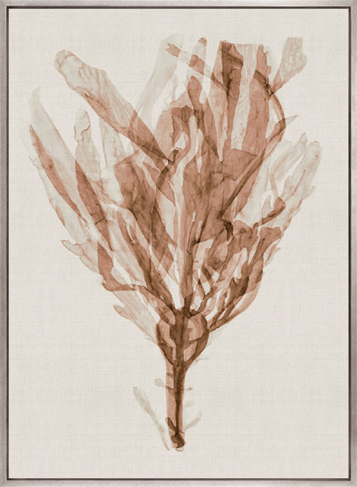 Alderney Coral VI (Canvas)