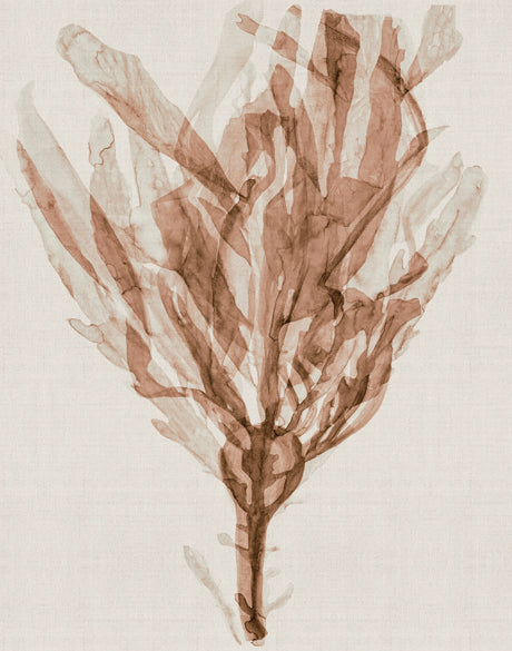 Alderney Coral VI (Canvas)