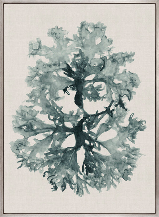 Alderney Coral VII (Canvas)