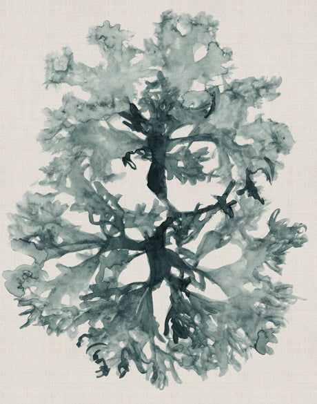 Alderney Coral VII (Canvas)