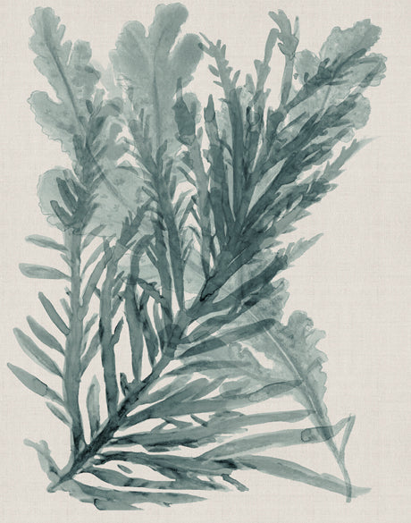 Alderney Coral XI (Canvas)