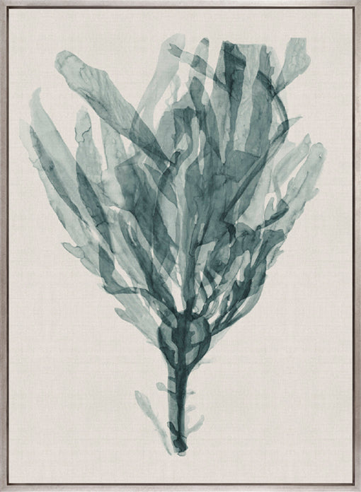 Alderney Coral XII (Canvas)