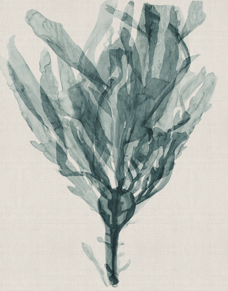 Alderney Coral XII (Canvas)