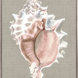 Alva Seashell I (Canvas) Large (903mm W x 1109mm H)