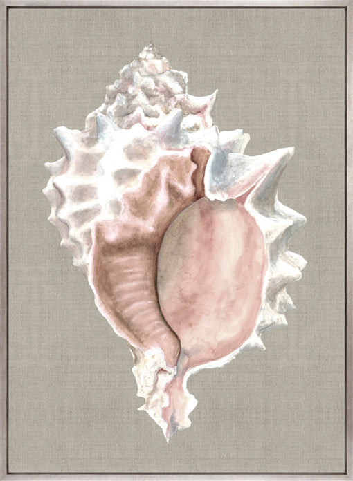Alva Seashell I (Canvas)
