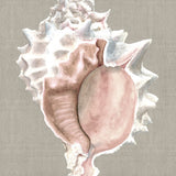 Alva Seashell I (Canvas) Large (903mm W x 1109mm H)