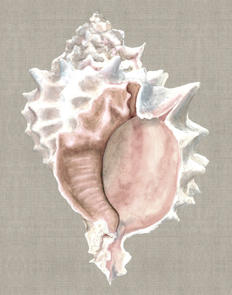 Alva Seashell I (Canvas)