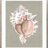 Alva Seashell I