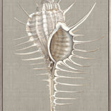 Alva Seashell II (Canvas) Large (903mm W x 1109mm H)