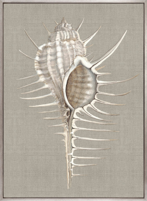 Alva Seashell II (Canvas)