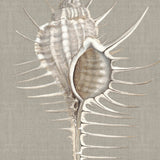 Alva Seashell II (Canvas) Large (903mm W x 1109mm H)