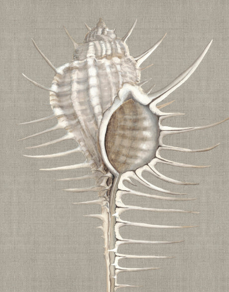 Alva Seashell II (Canvas)