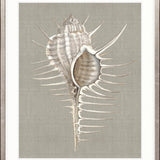 Alva Seashell II