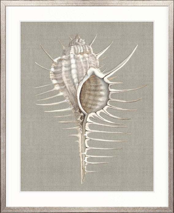 Alva Seashell II